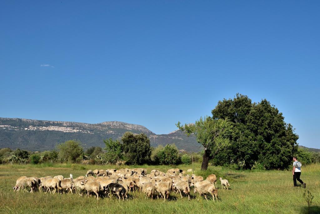 I Mandorli Vila Lotzorai Exterior foto